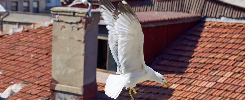 Residential Chimney Animal Removal Solution in Muskego, WI